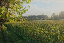 Photo de Anobli Photo de Anobli