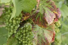 Photo de Clos du Vignoble Saint Denis Photo de Clos du Vignoble Saint Denis