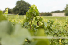 Photo de Coteaux de Lincé / Nordivin Photo de Coteaux de Lincé / Nordivin