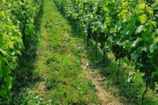 Photo de Domaine de la Bouhouille Photo de Domaine de la Bouhouille