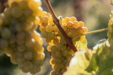 Photo de Domaine de l’Anglée Photo de Domaine de l’Anglée