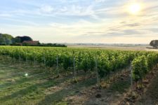 Photo de Domaine de Longuesault Photo de Domaine de Longuesault