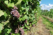 Photo de Domaine des Hêtres Photo de Domaine des Hêtres