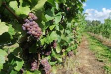 Photo de Domaine des Hêtres Photo de Domaine des Hêtres