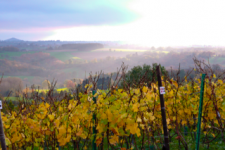 Photo de Domaine des Marnières Photo de Domaine des Marnières