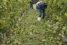 Photo de Domaine du Chenoy Photo de Domaine du Chenoy