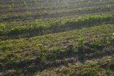 Photo de Domaine Marie-Astrid Photo de Domaine Marie-Astrid