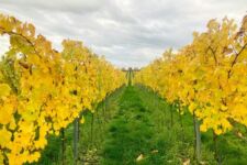 Photo de Domaine Tour de Tilice Photo de Domaine Tour de Tilice