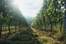 Photo de Oze le vignoble Photo de Oze le vignoble