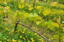 Photo de Pots Vin Photo de Pots Vin
