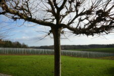 Photo de Try d’Argent Photo de Try d’Argent