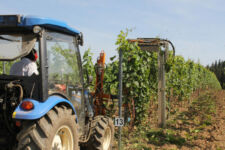 Photo de Vignoble de Bellefontaine Photo de Vignoble de Bellefontaine
