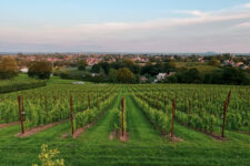 Photo de Vignoble des Trois rois Photo de Vignoble des Trois rois