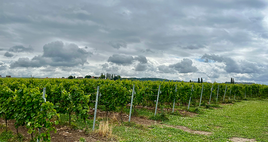 Le Vignoble de la Fleur de Lin - © Vanel