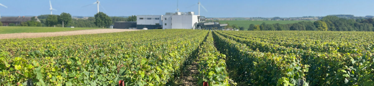 Vignerons de Wallonie